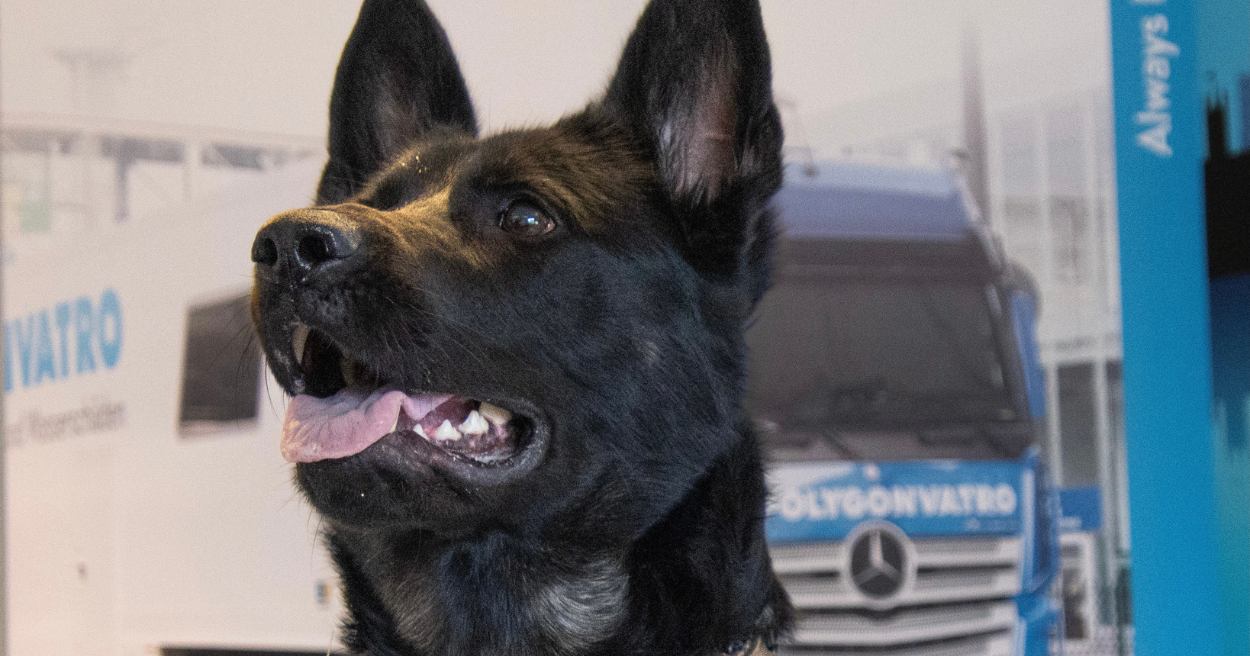 Introducing Birla – Polygon’s mould-detection dog 