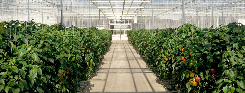 Growroom Climate Solutions