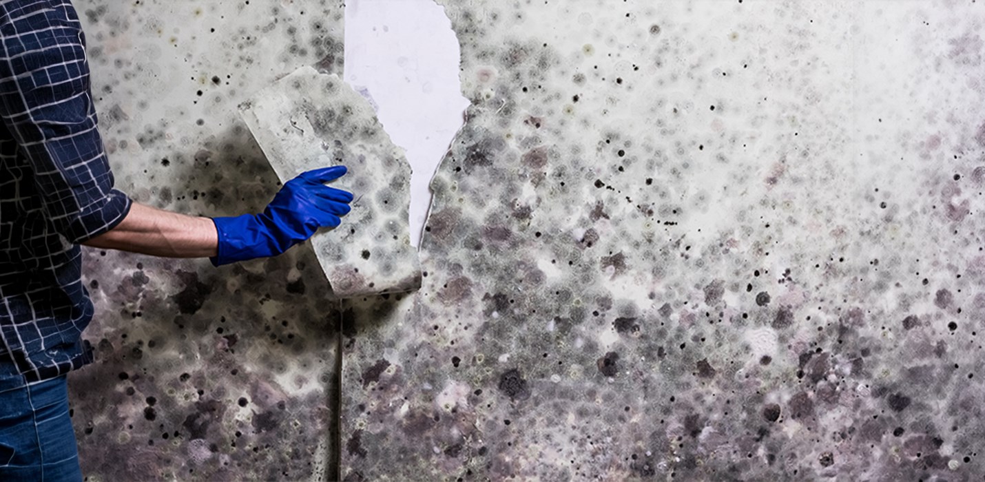 Élimination de la moisissure après un dégât des eaux – durable et en toute sécurité avec POLYGON Suisse.