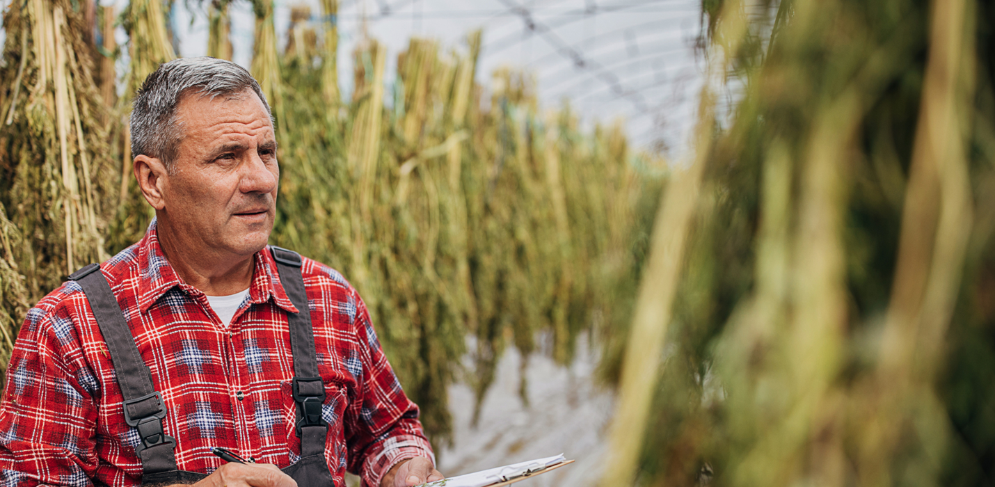 Exacting Conditions for Hemp Drying