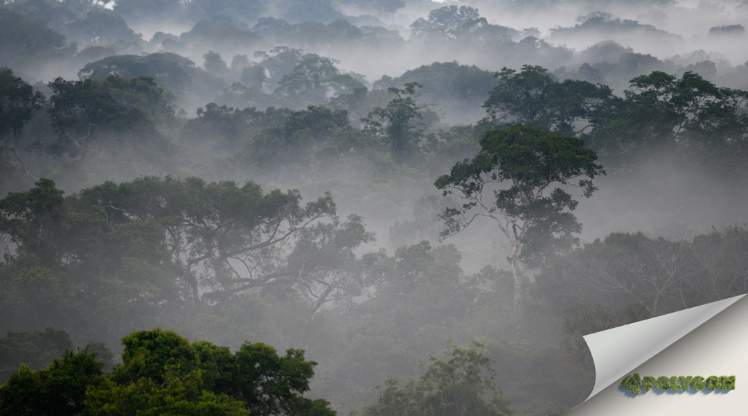 POLYGON Deutschland schützt den peruanischen  Regenwald mit smarter Sensortechnik vor Waldbränden