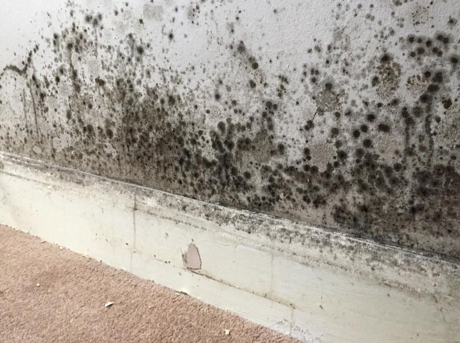 What is Awaab's Law?