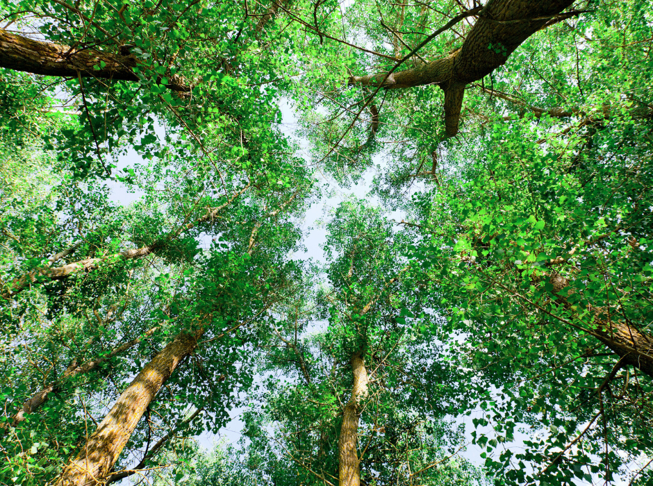 Polygon's Commitment to Sustainability 