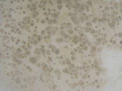 How Mold is Like a Zombie