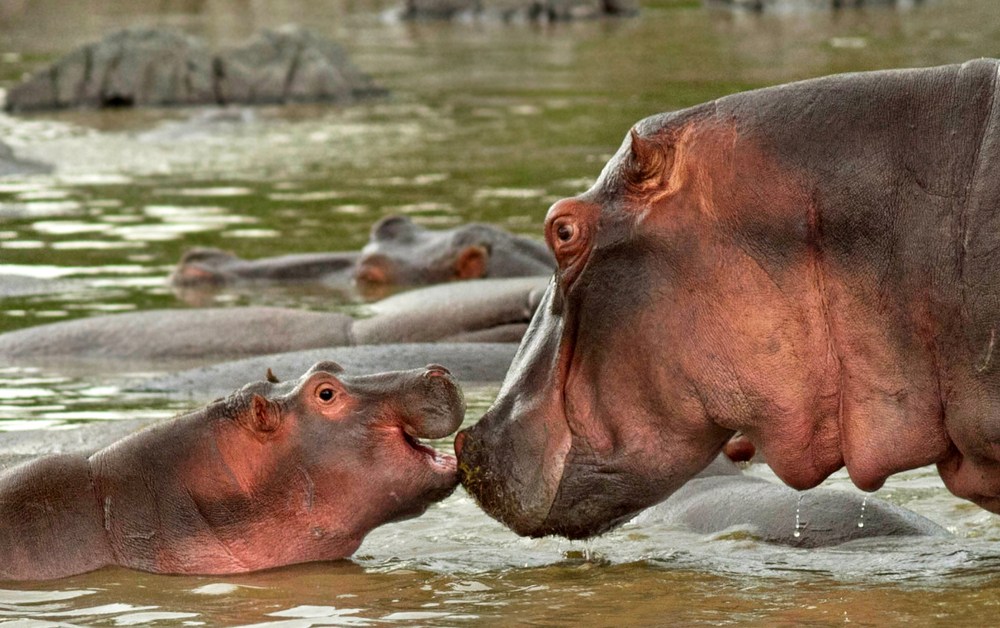 Fiona the Hippo & Zoo Climate Control Solutions - Polygon Group