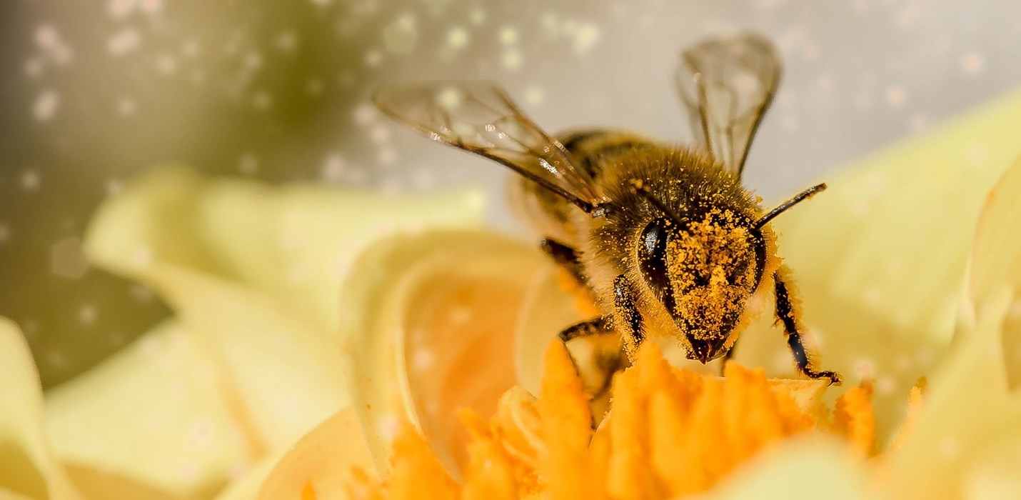 Polygon Takes the Sting Out of Drying Bee Pollen