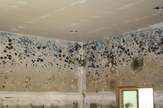 Keep Construction Site Mold Away with Humidity Control