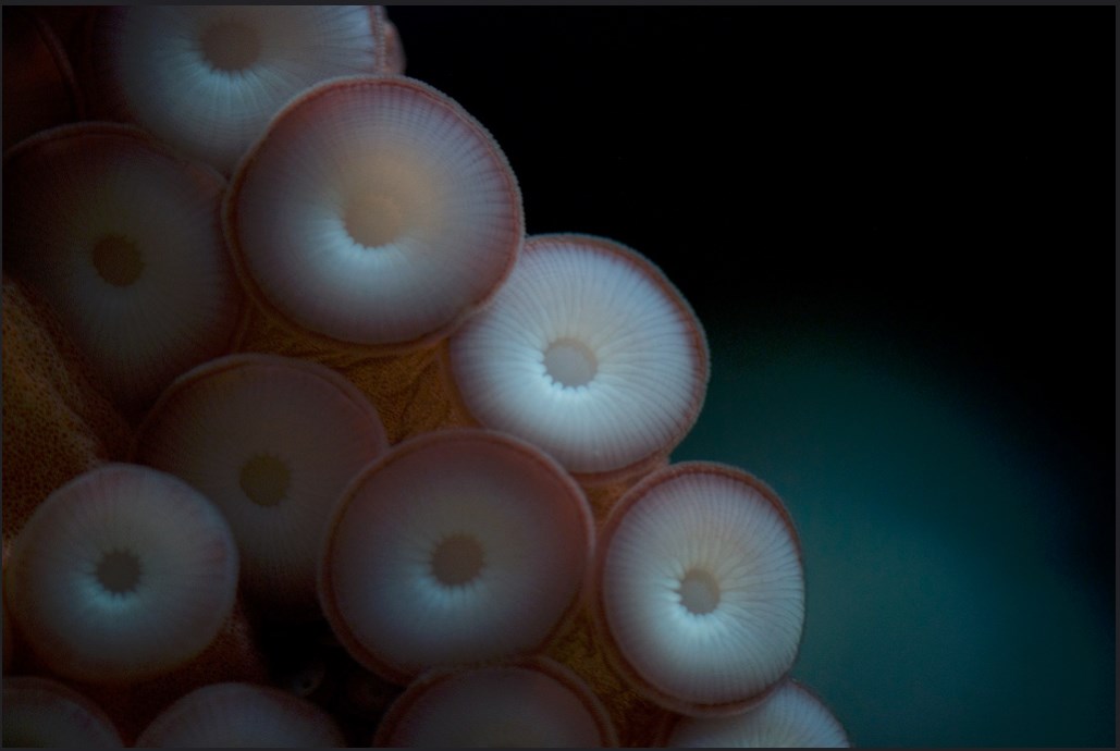 Octopus Floods Aquarium