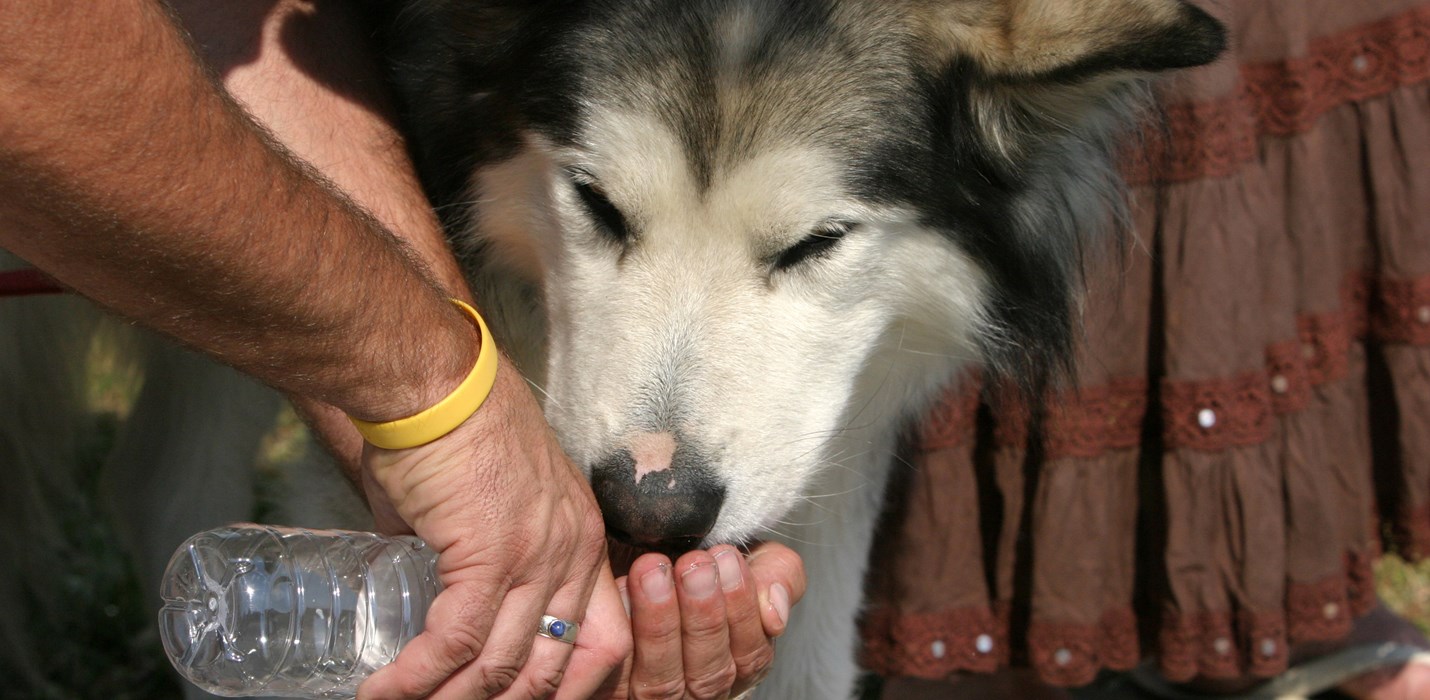 Preparing Your Pets For An Emergency