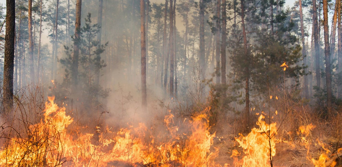 Disaster Season: Proactive Protection for Collectibles and Documents