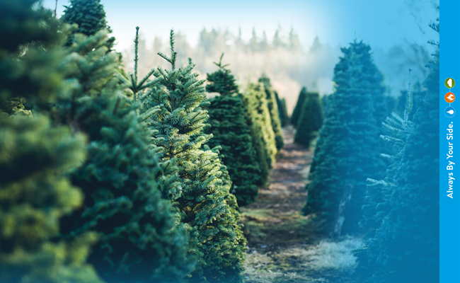 Kom ook naar Polygons kerstbomenmarkt!