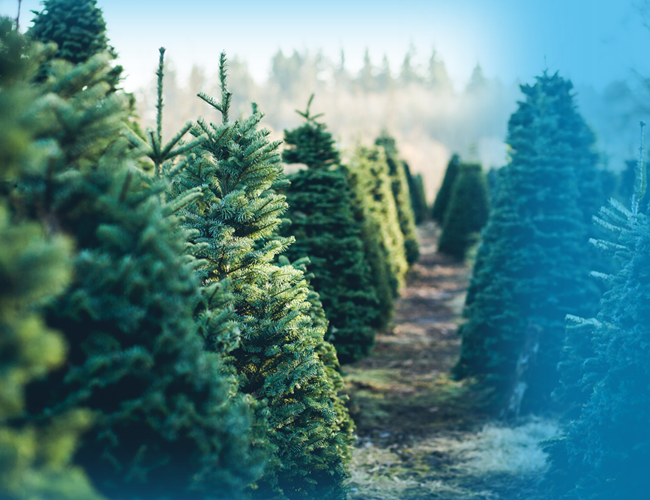 Kom ook naar Polygons kerstbomenmarkt!