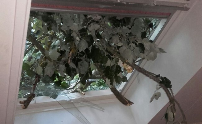 Stormschade boom door dakraam