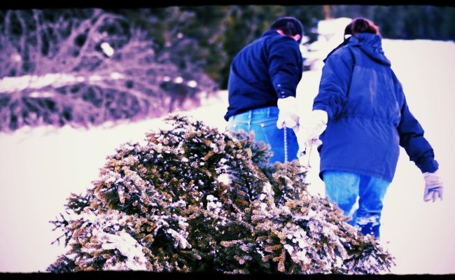 Kom ook naar Polygon's Groene Kerstfeest