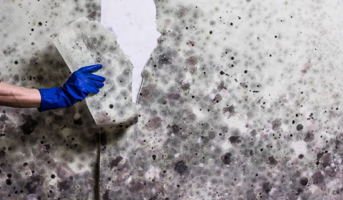 Schimmel verwijderen