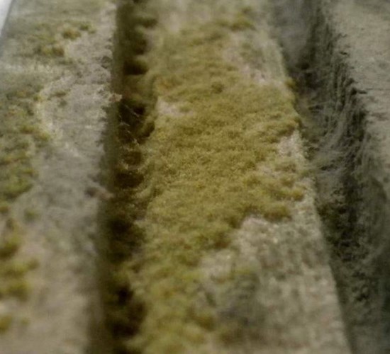 Home - Polygon auttaa selvittämään epäillyt homeongelmat ja homeoireet.