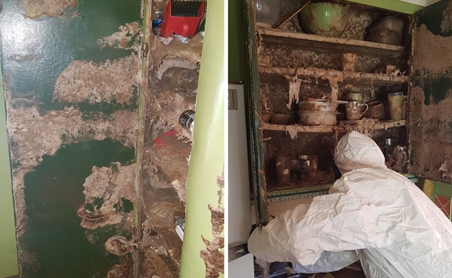 Polygon - hussvamp tar över sommarstuga